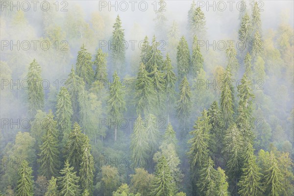 Spruce forest in the fog