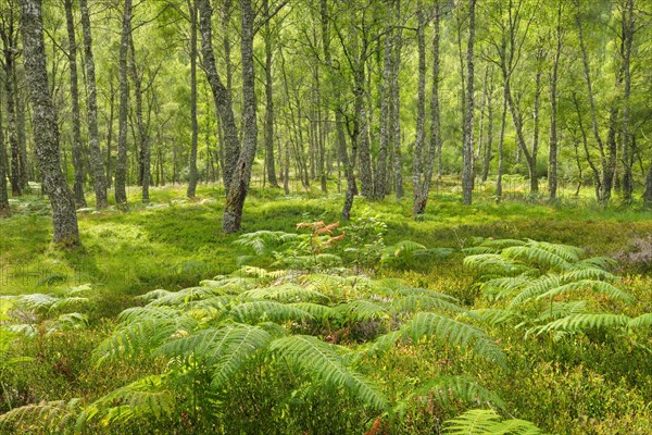 Birch forest