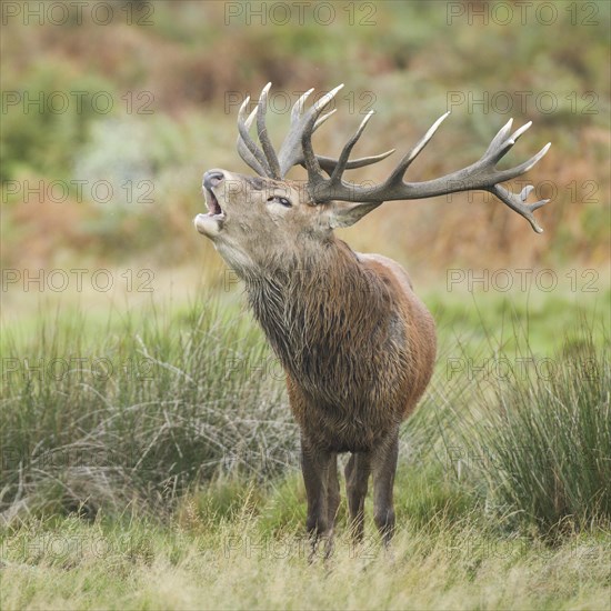 Red Deer or Hart