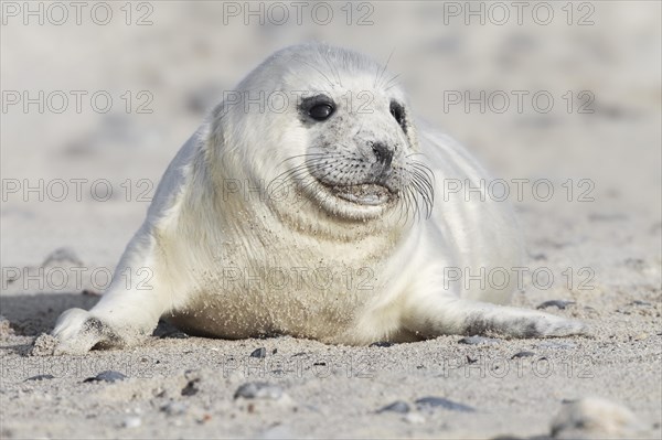 Grey seal