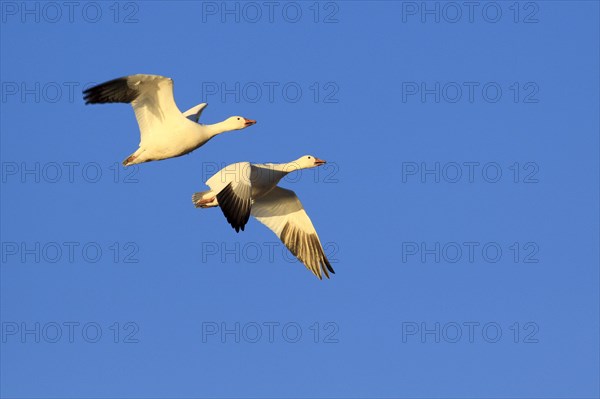 Snow goose