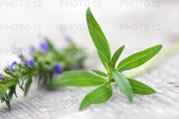 Hyssop