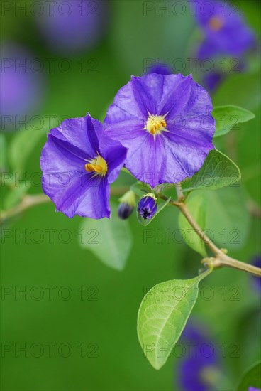 Blue Potato Bush