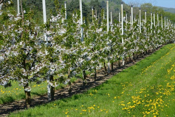 Cherry trees on trellis