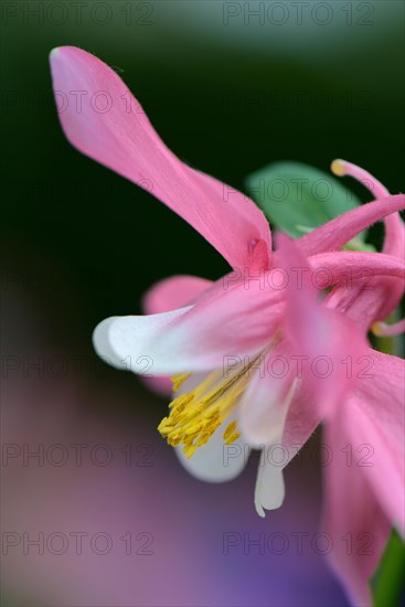 European Columbine or Granny's Nightcap