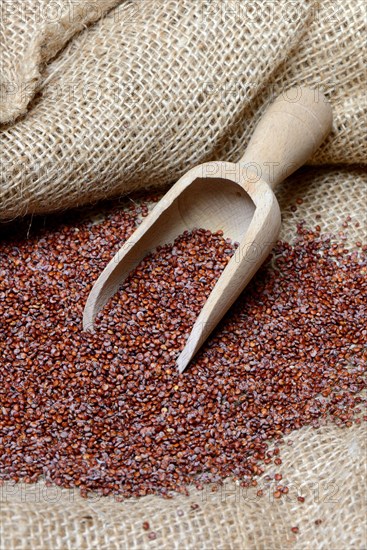 Red Quinoa