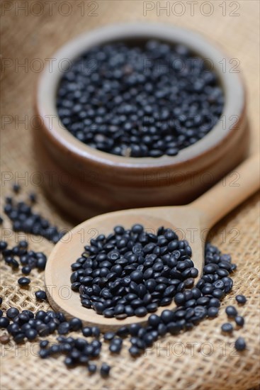 Beluga lentils in cooking spoon