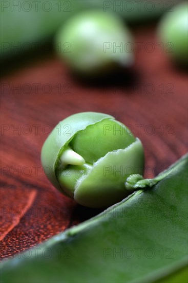 Pea germinated in pod