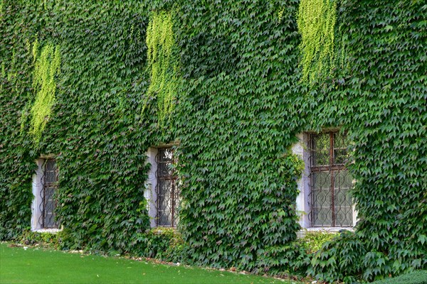 House wall with wild wine