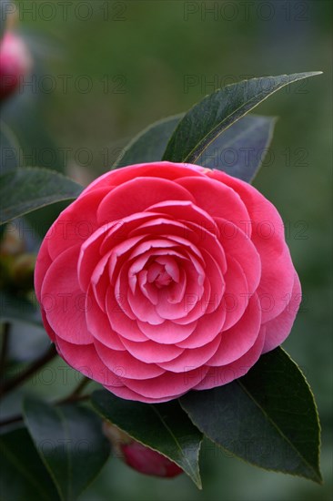 Japanese camellia