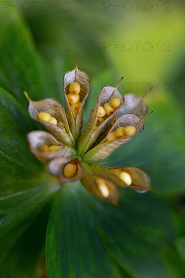 Winter aconite