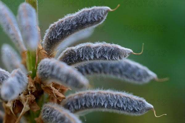 Seed stage of a lupin