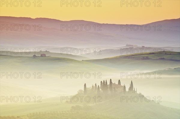 Hilly landscape with cornfields and cypresses