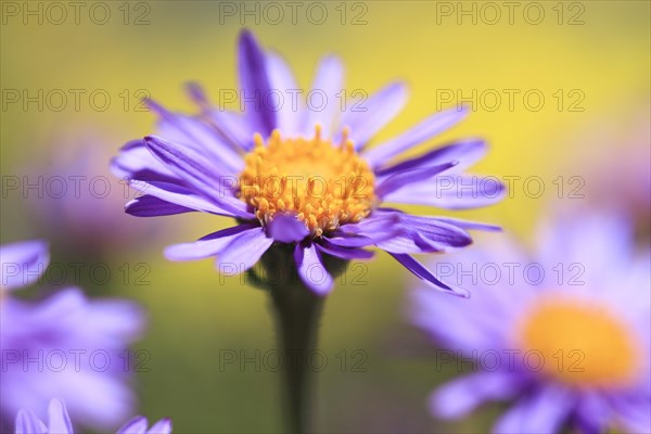 Alpine aster