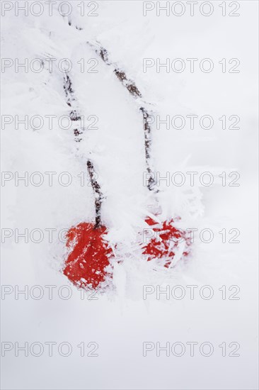 Common snowball with hoarfrost