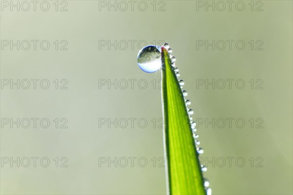 Blade of grass with dew drops