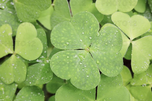 Forest clover with water drop