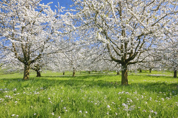 Cherry trees in spring