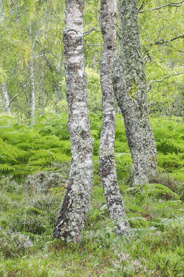 Birch forest