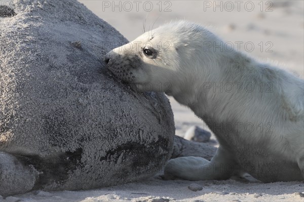 Grey seal