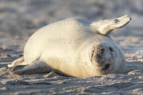 Grey seal