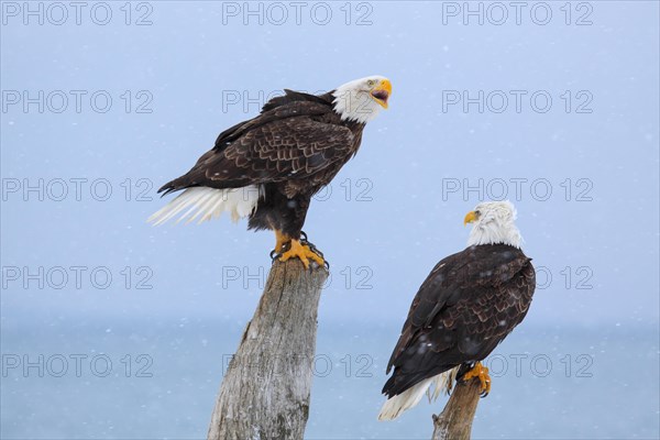 Bald eagle