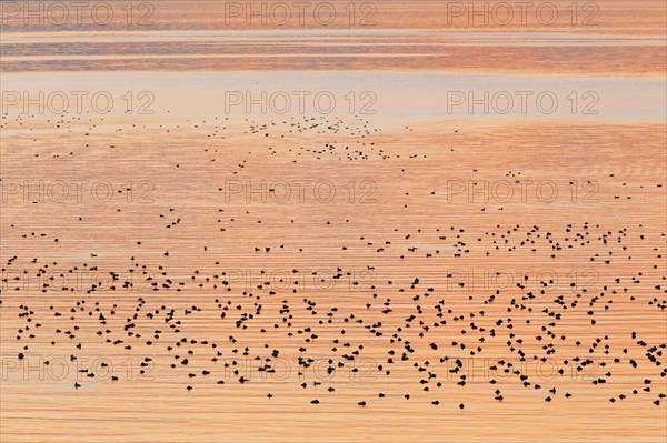 Congregation of waterfowl on Lake Zurich