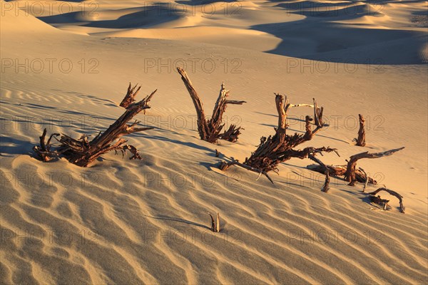 Mesquite Flats Sand Dunes