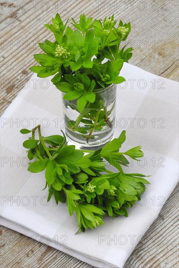 Real Galium odoratum