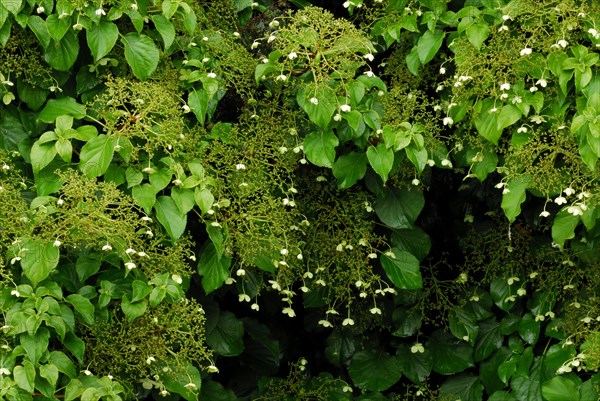 Petiolar hydrangea anomaly