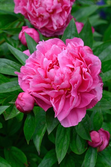 Chinese peony