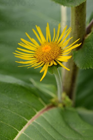 Elecampane