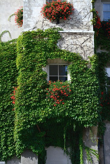 House overgrown with wild wine