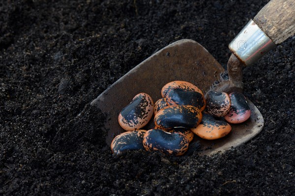 Scarlet runner beans