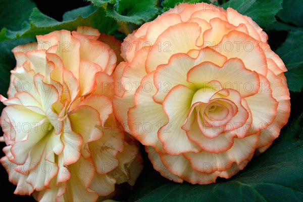 Begonia