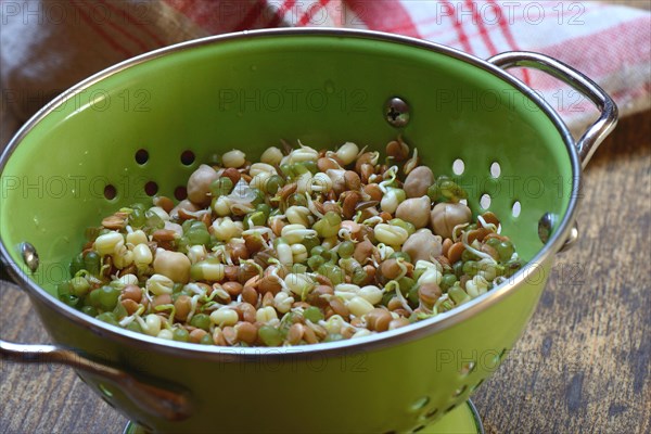 Mixed sprouts of lentils