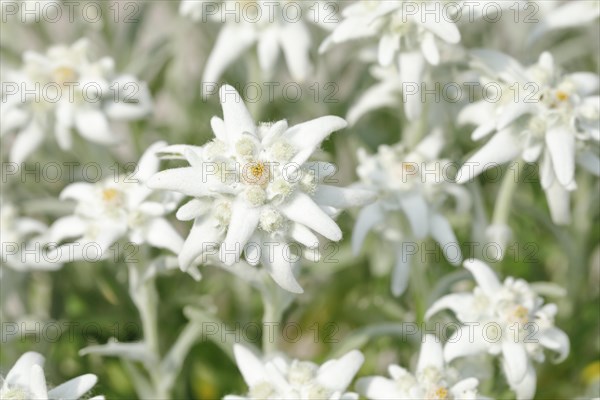 Alpine Edelweiss