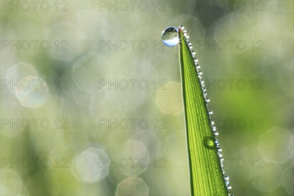 Blade of grass with dew drops