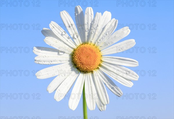 Ox-eye daisy