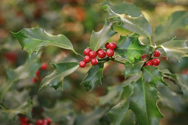 European holly in the forest