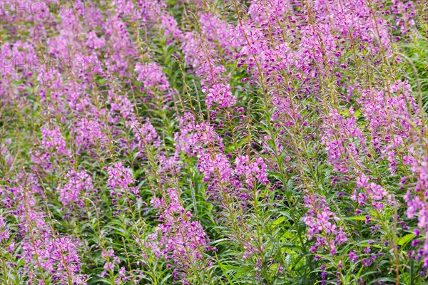 Narrow-leaved willowherb