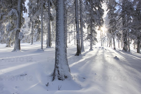 Snowy fir forest