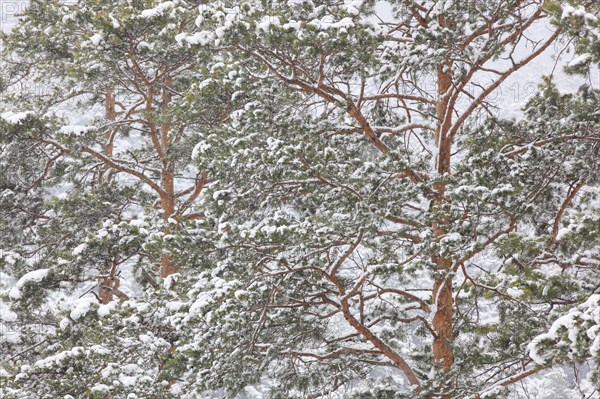 Snowy forest