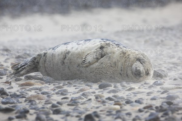 Grey seal