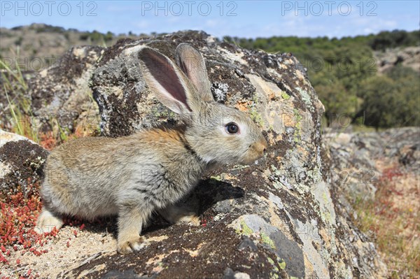 Wild rabbit