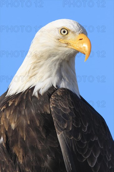 Bald eagle