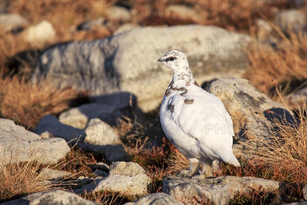 Rock Ptarmigan