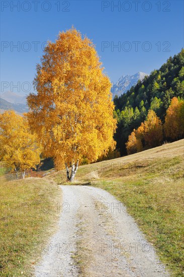 Country lane in the Lower Engadine