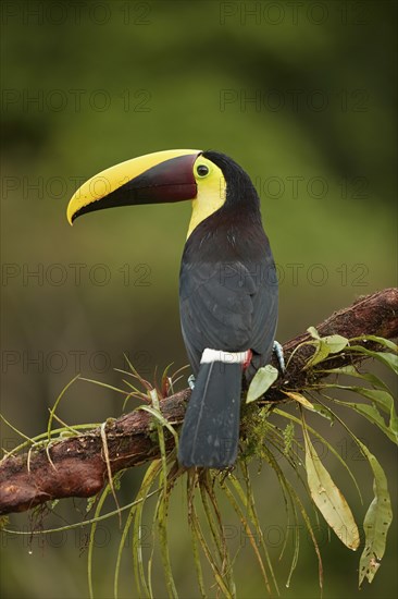 Black-mandibled toucan
