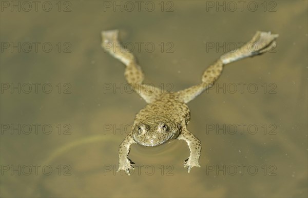 Yellow-bellied toad